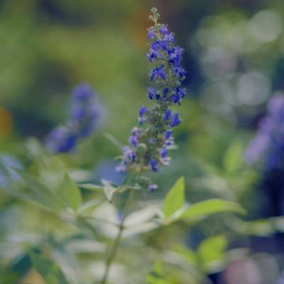 Gelassen durch die Wechseljahre
